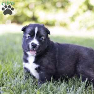 Shelby, Siberian Husky Puppy